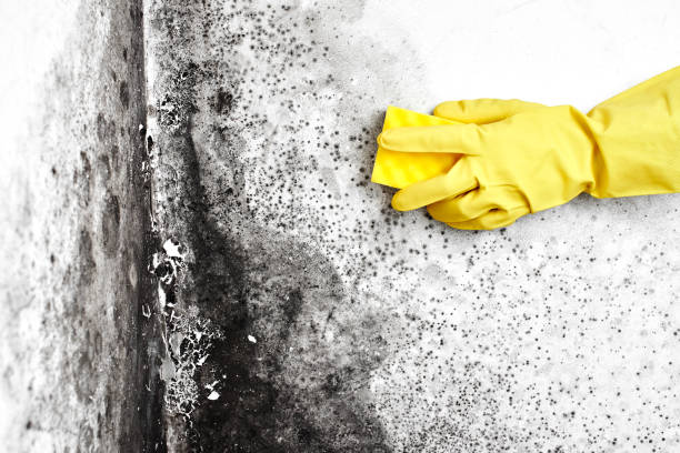Best Mold Testing  in , MI