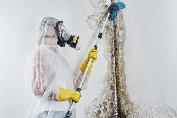 Best Mold Inspection  in , MI