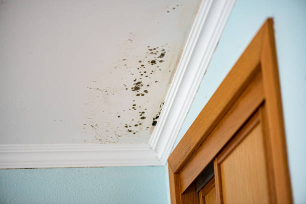 Best Black Mold Removal  in , MI