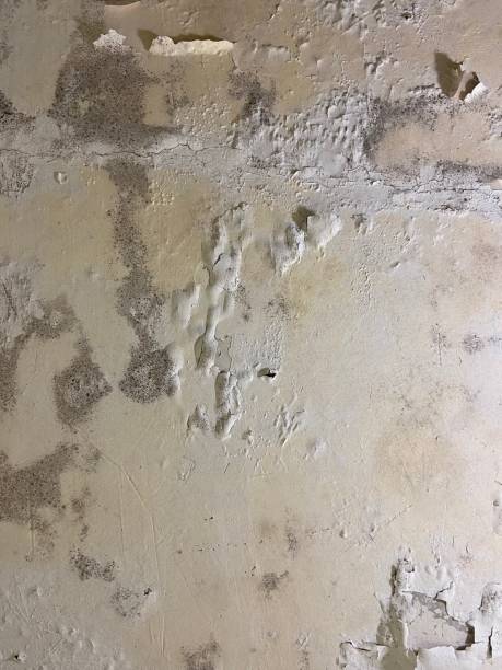 Best Professional Mold Removal  in , MI