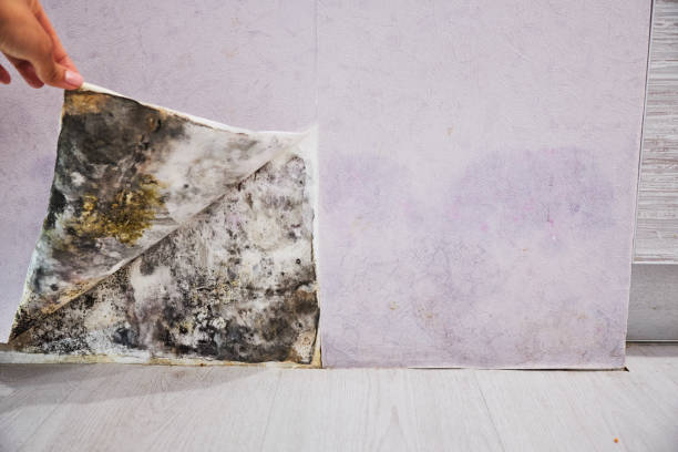 Best Mold Testing  in , MI